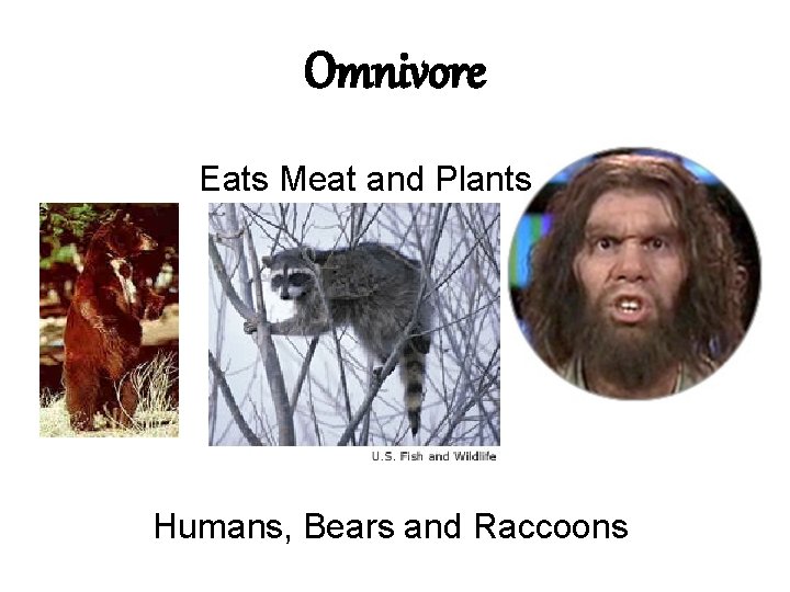 Omnivore Eats Meat and Plants Humans, Bears and Raccoons Omnivore Eats Meat and Plants Humans, Bears and Raccoons