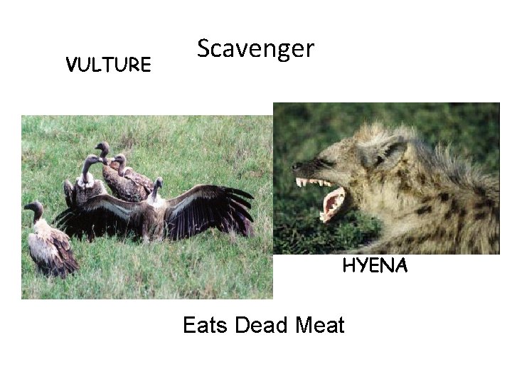 VULTURE Scavenger HYENA Eats Dead Meat VULTURE Scavenger HYENA Eats Dead Meat