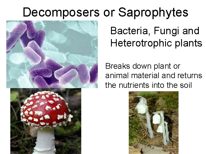 Decomposers or Saprophytes Bacteria, Fungi and Heterotrophic plants Breaks down plant or animal material Decomposers or Saprophytes Bacteria, Fungi and Heterotrophic plants Breaks down plant or animal material