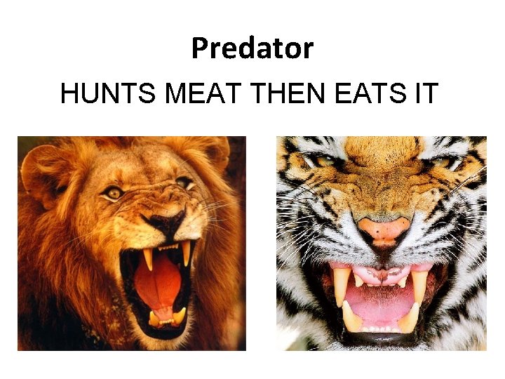 Predator HUNTS MEAT THEN EATS IT Predator HUNTS MEAT THEN EATS IT