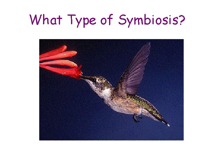 What Type of Symbiosis? What Type of Symbiosis?