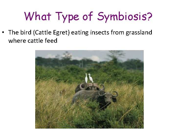 What Type of Symbiosis? • The bird (Cattle Egret) eating insects from grassland where What Type of Symbiosis? • The bird (Cattle Egret) eating insects from grassland where