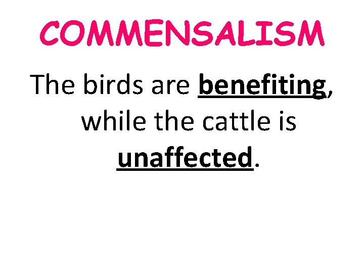 COMMENSALISM The birds are benefiting, while the cattle is unaffected. COMMENSALISM The birds are benefiting, while the cattle is unaffected.