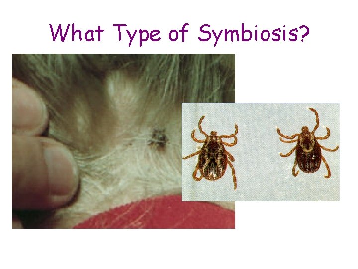What Type of Symbiosis? What Type of Symbiosis?