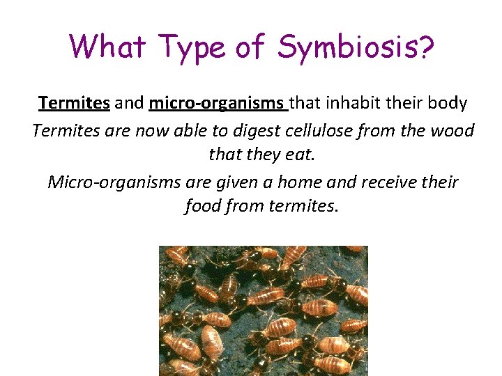What Type of Symbiosis? Termites and micro-organisms that inhabit their body Termites are now What Type of Symbiosis? Termites and micro-organisms that inhabit their body Termites are now