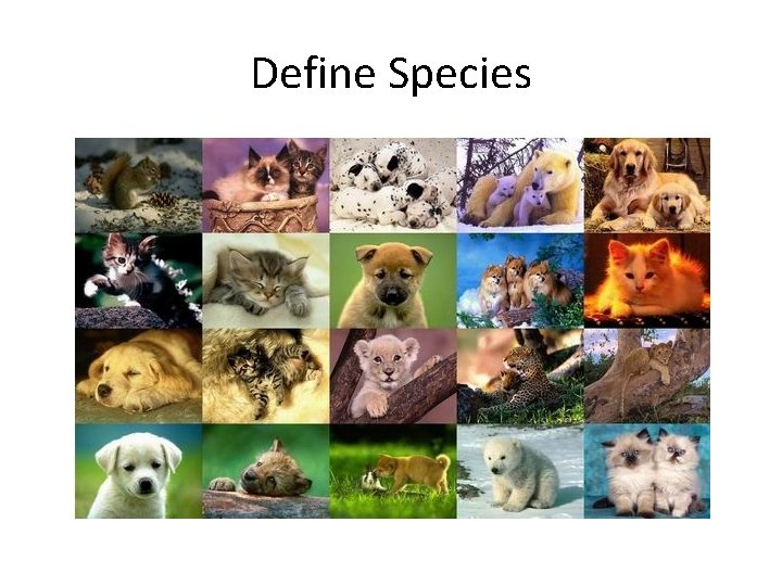 Define Species Define Species