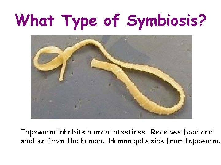 What Type of Symbiosis? Tapeworm inhabits human intestines. Receives food and shelter from the What Type of Symbiosis? Tapeworm inhabits human intestines. Receives food and shelter from the
