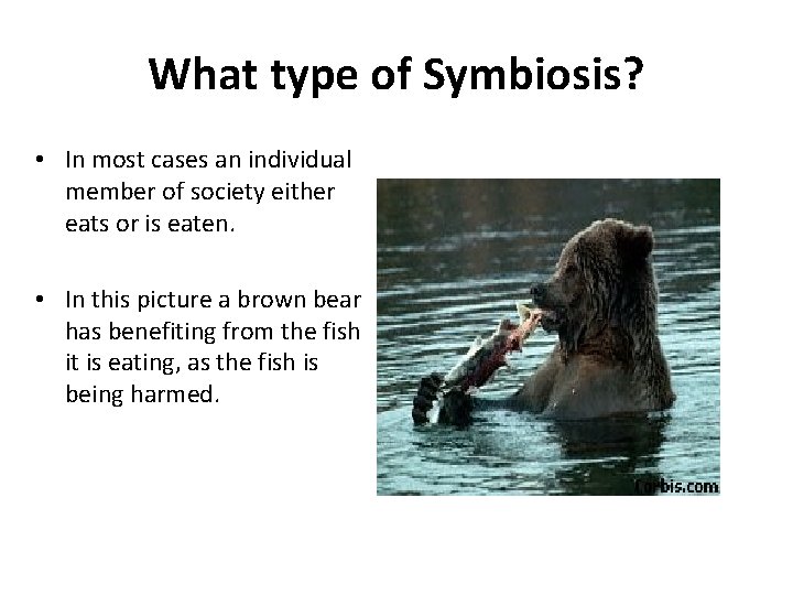 What type of Symbiosis? • In most cases an individual member of society either What type of Symbiosis? • In most cases an individual member of society either
