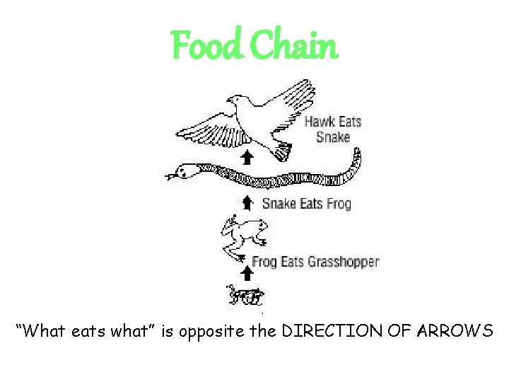 Food Chain “What eats what” is opposite the DIRECTION OF ARROWS Food Chain “What eats what” is opposite the DIRECTION OF ARROWS