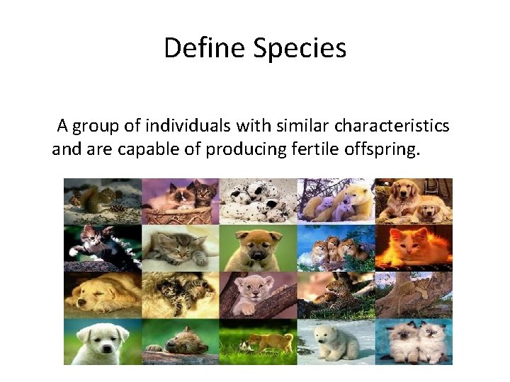 Define Species A group of individuals with similar characteristics and are capable of producing Define Species A group of individuals with similar characteristics and are capable of producing