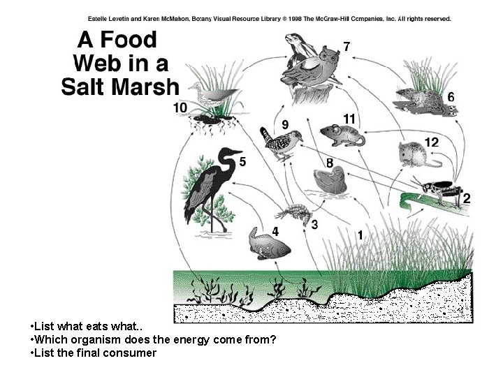• List what eats what. . • Which organism does the energy come • List what eats what. . • Which organism does the energy come