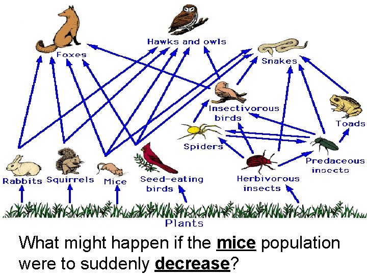 What might happen if the mice population were to suddenly decrease? What might happen if the mice population were to suddenly decrease?