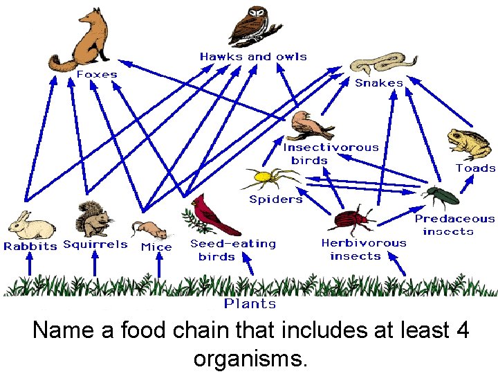 Name a food chain that includes at least 4 organisms. Name a food chain that includes at least 4 organisms.