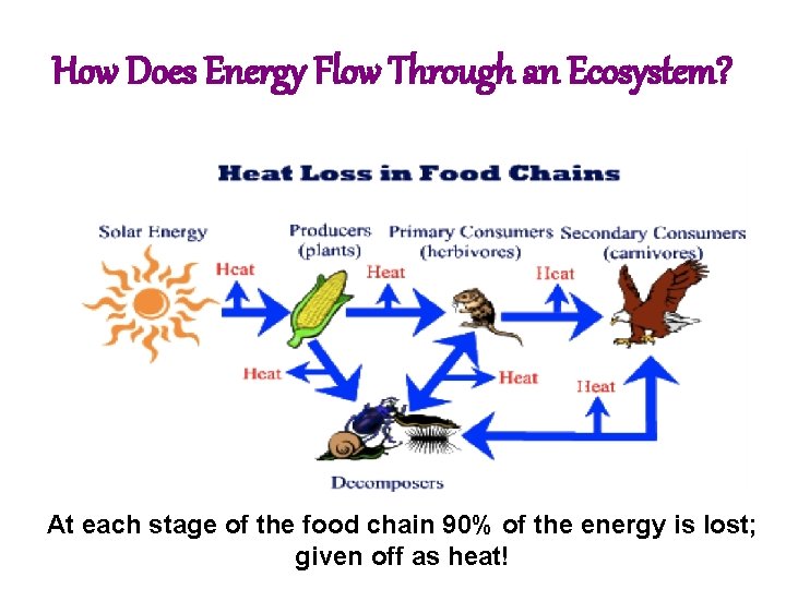 How Does Energy Flow Through an Ecosystem? At each stage of the food chain How Does Energy Flow Through an Ecosystem? At each stage of the food chain