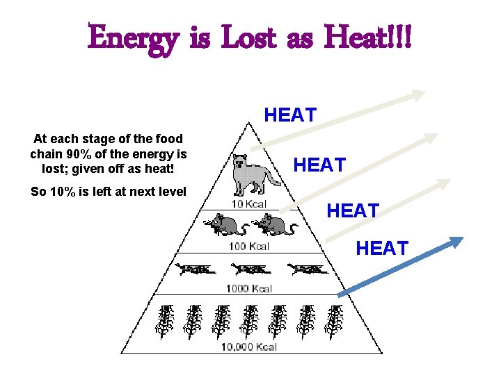 Energy is Lost as Heat!!! HEAT At each stage of the food chain 90% Energy is Lost as Heat!!! HEAT At each stage of the food chain 90%