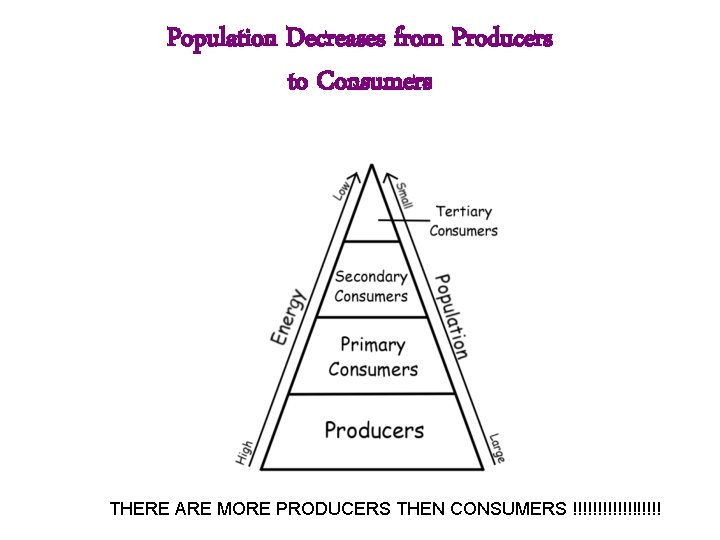 Population Decreases from Producers to Consumers THERE ARE MORE PRODUCERS THEN CONSUMERS !!!!!!!!! Population Decreases from Producers to Consumers THERE ARE MORE PRODUCERS THEN CONSUMERS !!!!!!!!!
