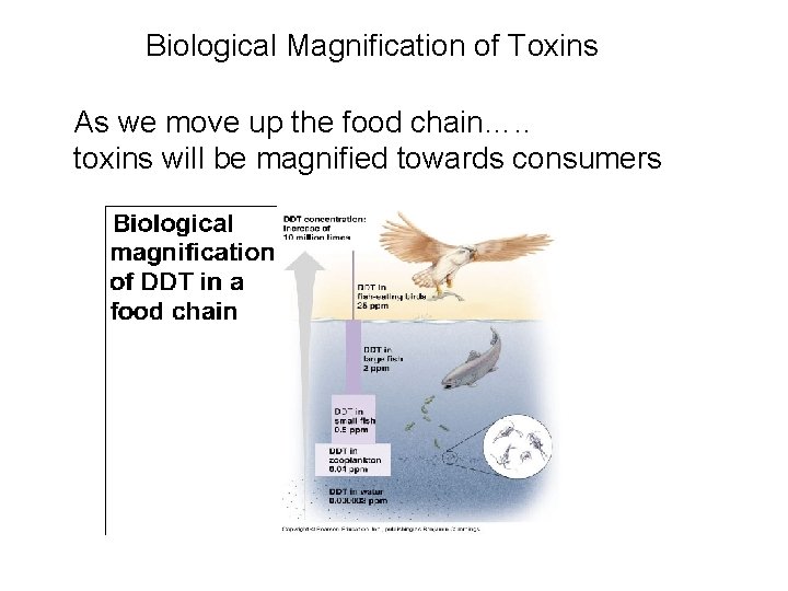 Biological Magnification of Toxins As we move up the food chain…. . toxins will Biological Magnification of Toxins As we move up the food chain…. . toxins will