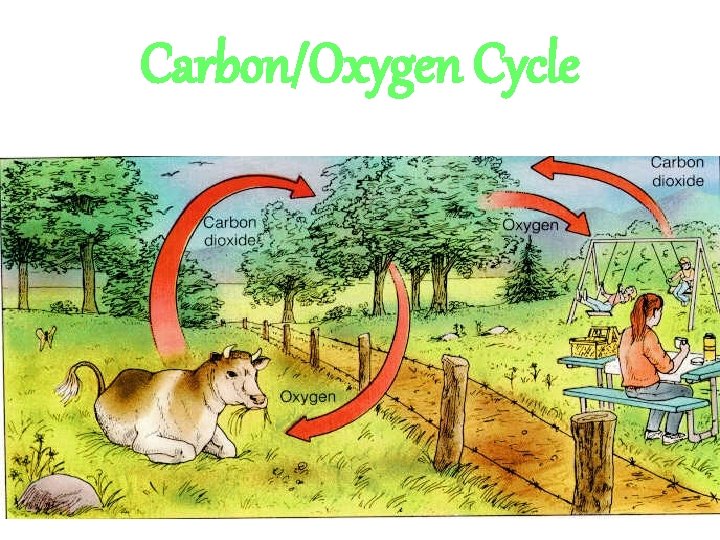 Carbon/Oxygen Cycle Carbon/Oxygen Cycle