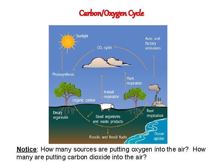 Carbon/Oxygen Cycle Notice: How many sources are putting oxygen into the air? How many Carbon/Oxygen Cycle Notice: How many sources are putting oxygen into the air? How many