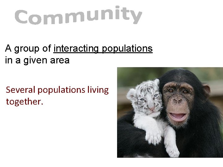 A group of interacting populations in a given area Several populations living together. A group of interacting populations in a given area Several populations living together.