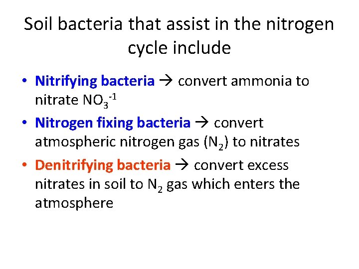 Soil bacteria that assist in the nitrogen cycle include • Nitrifying bacteria convert ammonia Soil bacteria that assist in the nitrogen cycle include • Nitrifying bacteria convert ammonia