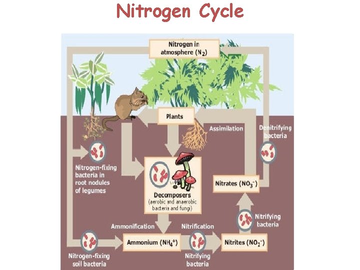 Nitrogen Cycle Nitrogen Cycle