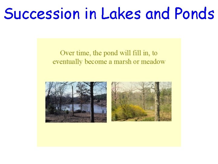 Succession in Lakes and Ponds Succession in Lakes and Ponds