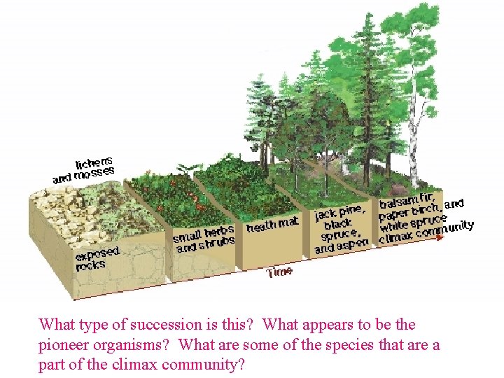 What type of succession is this? What appears to be the pioneer organisms? What What type of succession is this? What appears to be the pioneer organisms? What