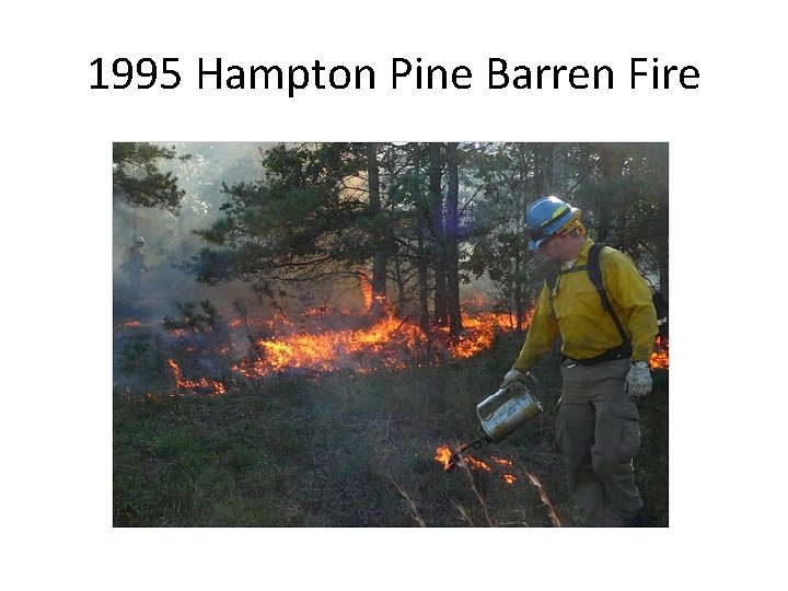 1995 Hampton Pine Barren Fire 1995 Hampton Pine Barren Fire