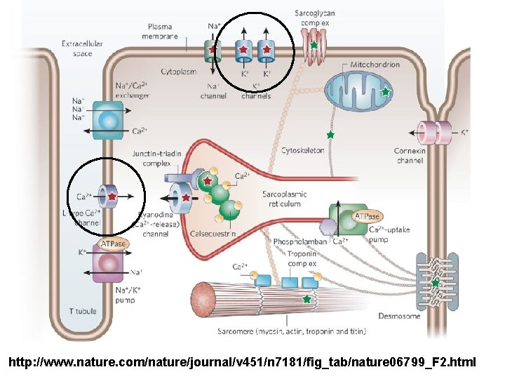 http: //www. nature. com/nature/journal/v 451/n 7181/fig_tab/nature 06799_F 2. html 