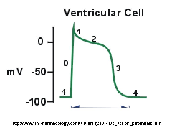 http: //www. cvpharmacology. com/antiarrhy/cardiac_action_potentials. htm 