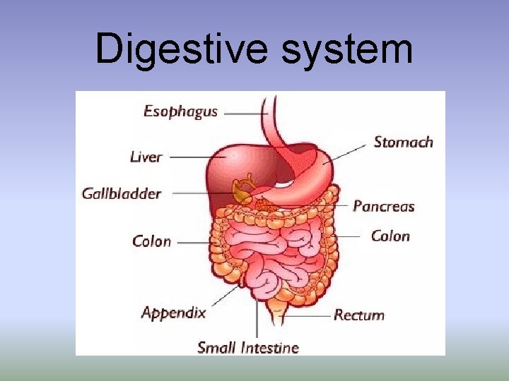 Digestive system Digestive system