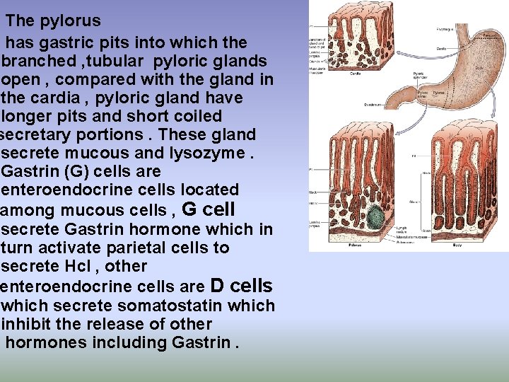 The pylorus has gastric pits into which the branched , tubular pyloric glands open The pylorus has gastric pits into which the branched , tubular pyloric glands open