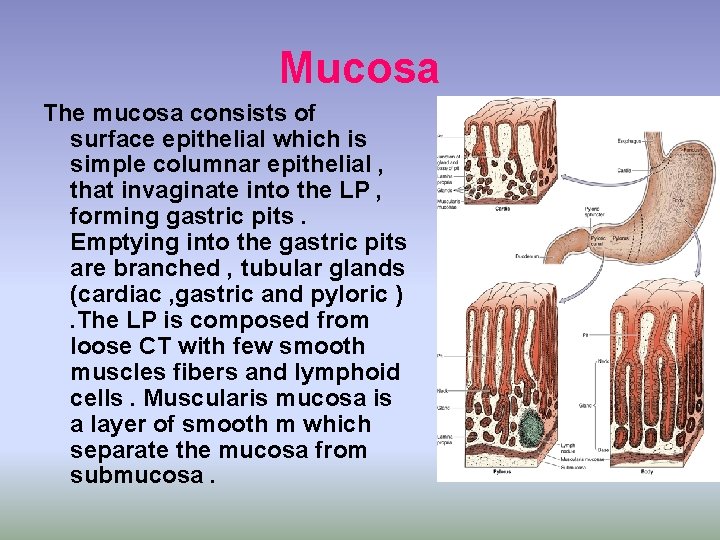 Mucosa The mucosa consists of surface epithelial which is simple columnar epithelial , that Mucosa The mucosa consists of surface epithelial which is simple columnar epithelial , that