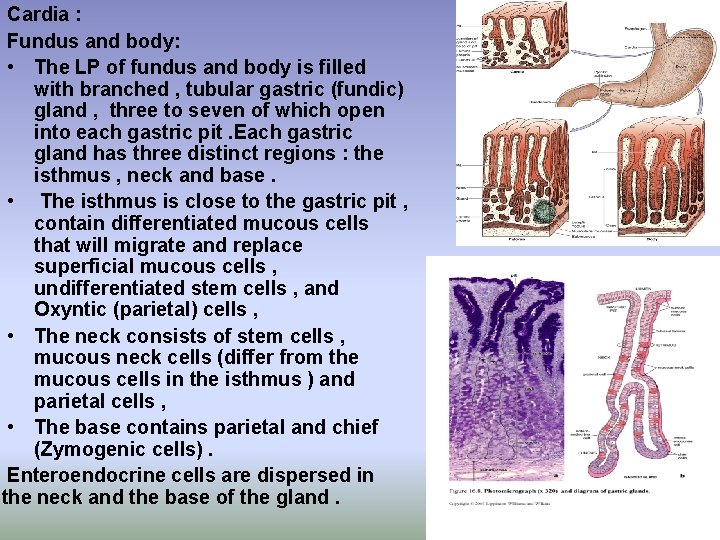 Cardia : Fundus and body: • The LP of fundus and body is filled Cardia : Fundus and body: • The LP of fundus and body is filled