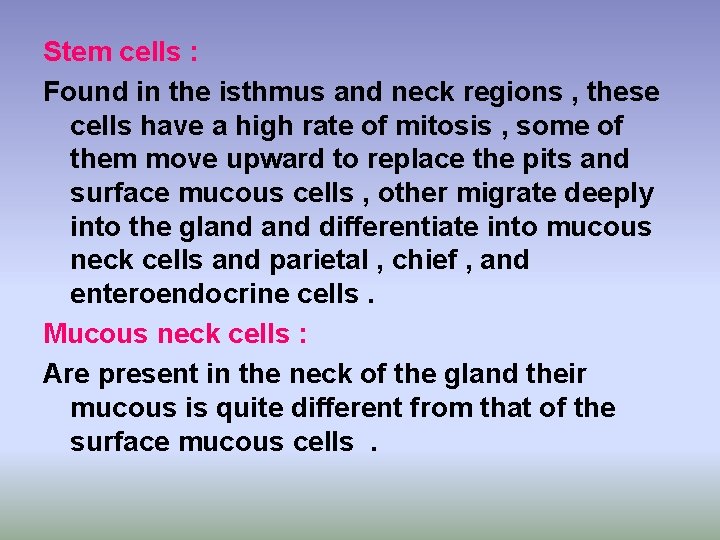 Stem cells : Found in the isthmus and neck regions , these cells have Stem cells : Found in the isthmus and neck regions , these cells have