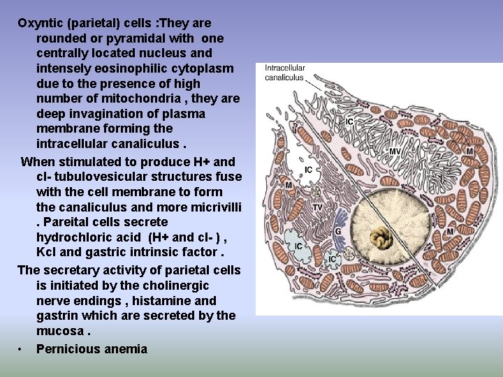 Oxyntic (parietal) cells : They are rounded or pyramidal with one centrally located nucleus Oxyntic (parietal) cells : They are rounded or pyramidal with one centrally located nucleus