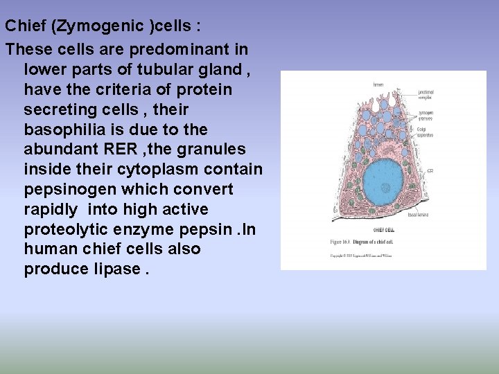 Chief (Zymogenic )cells : These cells are predominant in lower parts of tubular gland Chief (Zymogenic )cells : These cells are predominant in lower parts of tubular gland