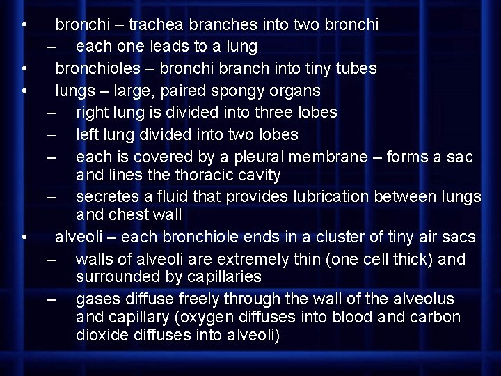  • • bronchi – trachea branches into two bronchi – each one leads