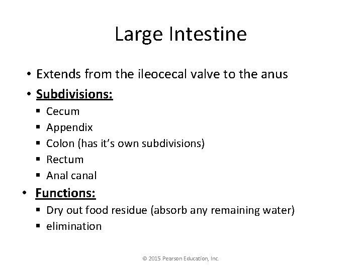 Large Intestine • Extends from the ileocecal valve to the anus • Subdivisions: §