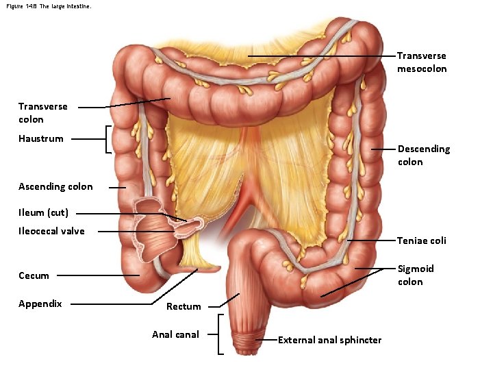 Figure 14. 8 The large intestine. Transverse mesocolon Transverse colon Haustrum Descending colon Ascending