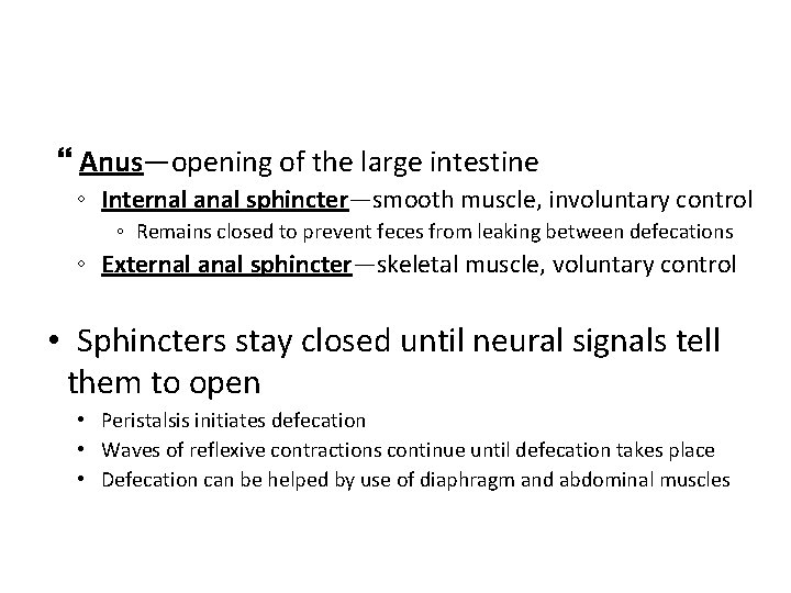  Anus—opening of the large intestine ◦ Internal anal sphincter—smooth muscle, involuntary control ◦