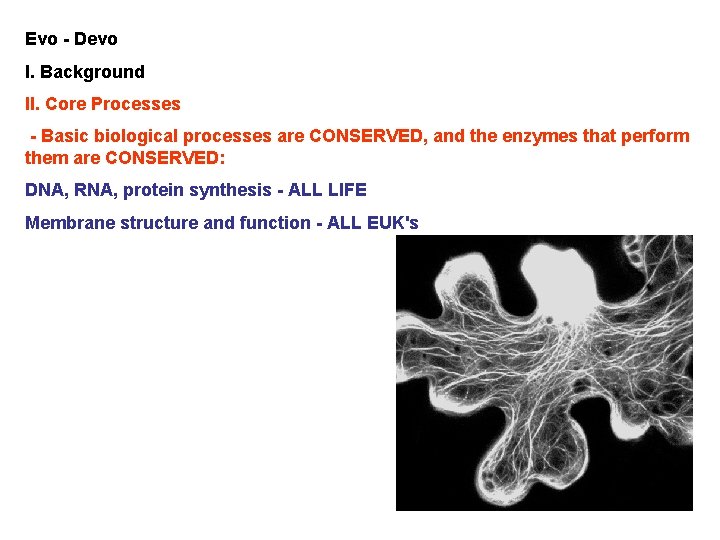 Evo - Devo I. Background II. Core Processes - Basic biological processes are CONSERVED,