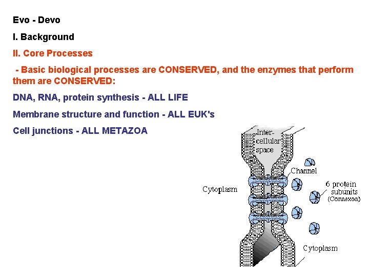 Evo - Devo I. Background II. Core Processes - Basic biological processes are CONSERVED,