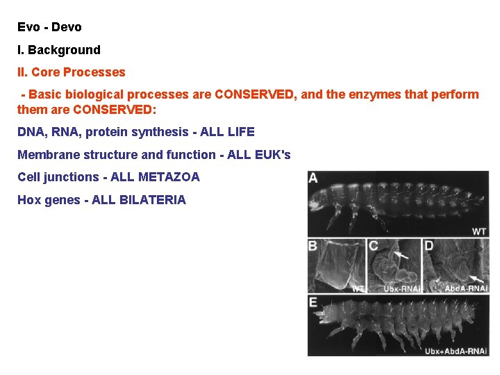 Evo - Devo I. Background II. Core Processes - Basic biological processes are CONSERVED,