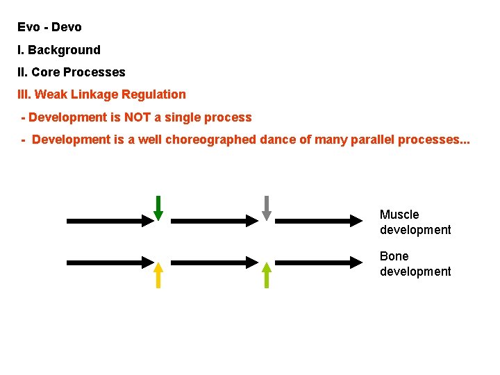 Evo - Devo I. Background II. Core Processes III. Weak Linkage Regulation - Development