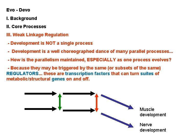 Evo - Devo I. Background II. Core Processes III. Weak Linkage Regulation - Development