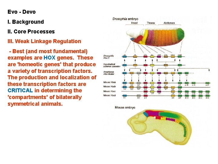 Evo - Devo I. Background II. Core Processes III. Weak Linkage Regulation - Best