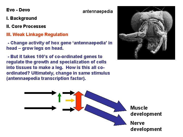 Evo - Devo antennaepedia I. Background II. Core Processes III. Weak Linkage Regulation -