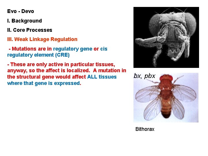 Evo - Devo I. Background II. Core Processes III. Weak Linkage Regulation - Mutations